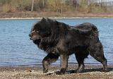 DOGUE DU TIBET 125